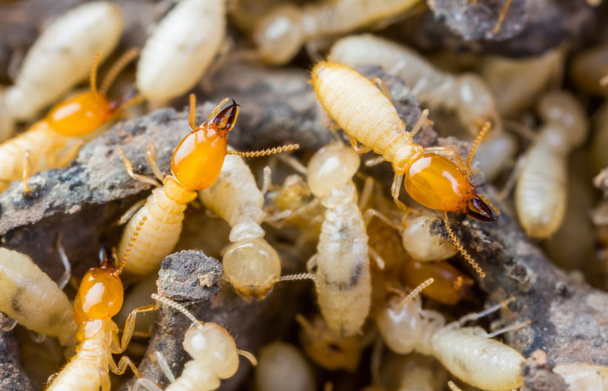 Yellow Termites