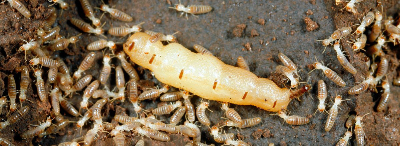 group of termites