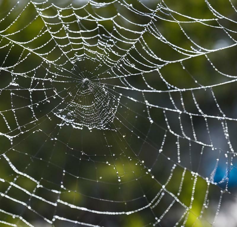 spider control cranbourne