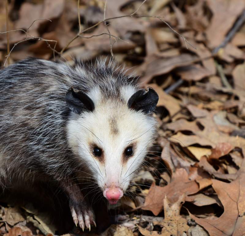 possum removal