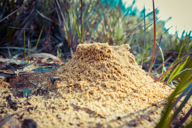 Mastering Ant Control in Cranbourne: Tips for a Pest-Free Home