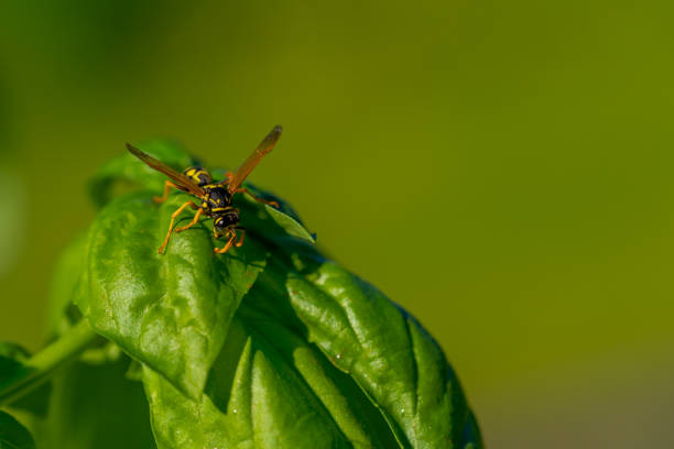 bug free pest control​