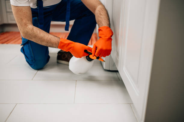 Why Hiring a Professional Rodent Exterminator is Worth Every Cent